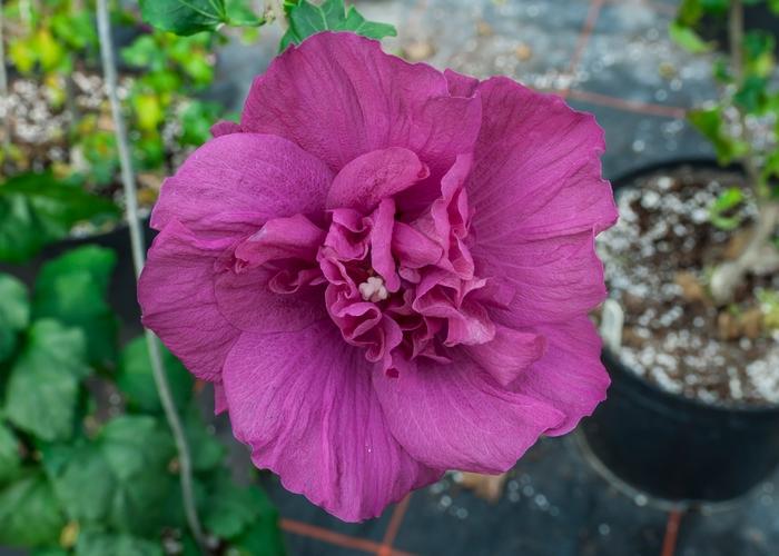 Hibiscus syriacus Magenta Chiffon&reg;