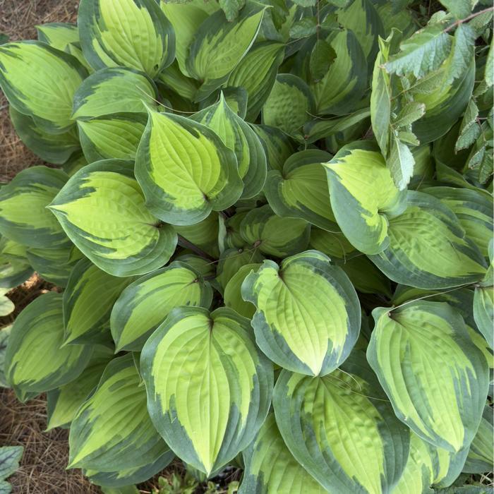 Hosta Island Breeze