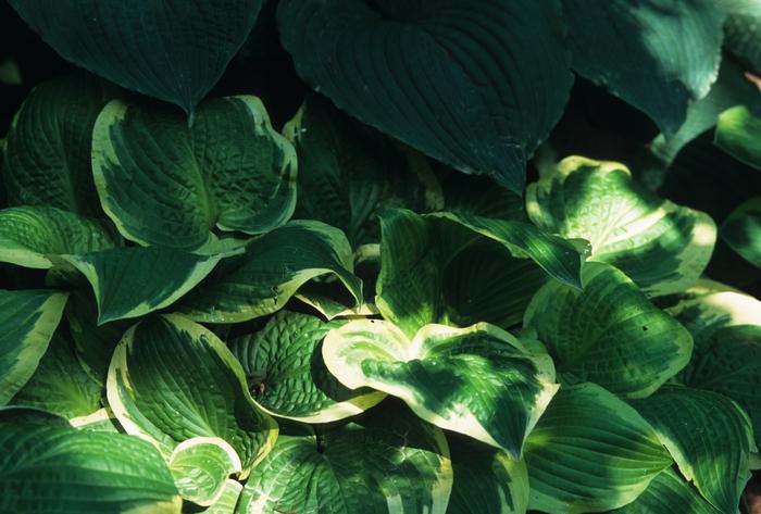 Hosta Shade Fanfare