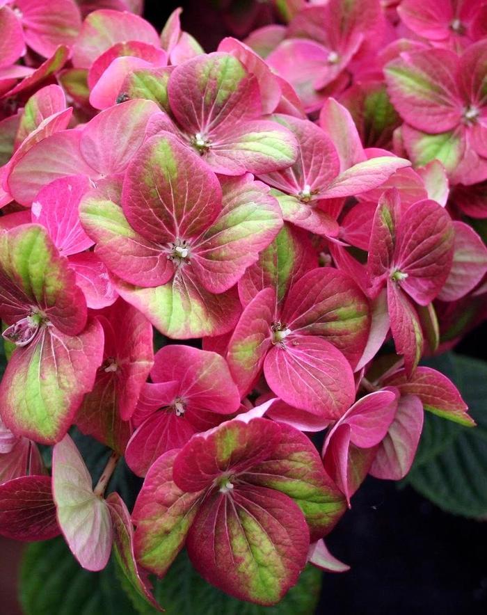 Hydrangea macrophylla Tilt-A-Swirl&trade;