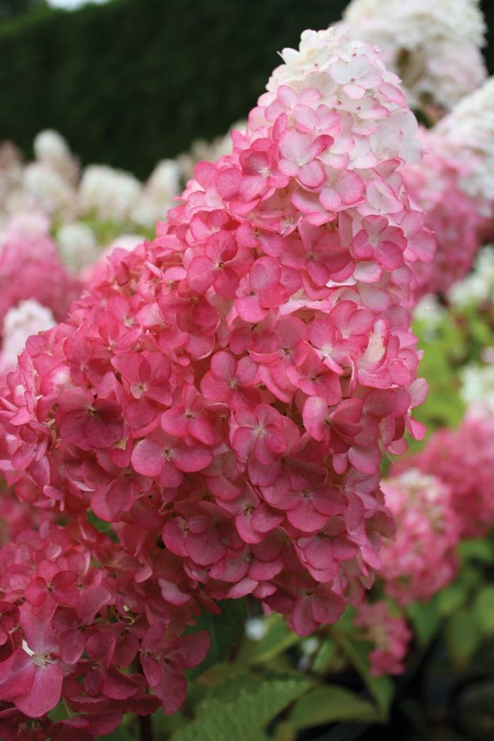 Hydrangea paniculata Vanilla Strawberry&trade;