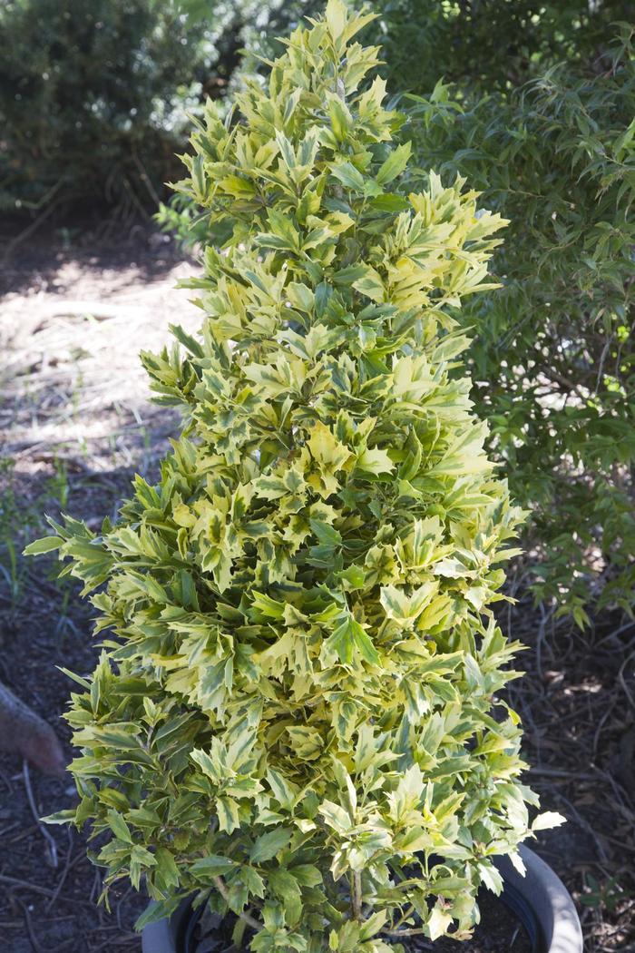 Ilex Golden Oakland&reg;