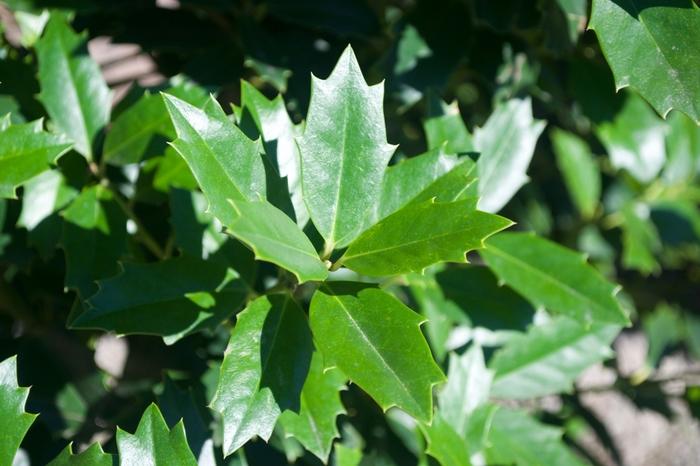 Ilex Oak Leaf&trade;
