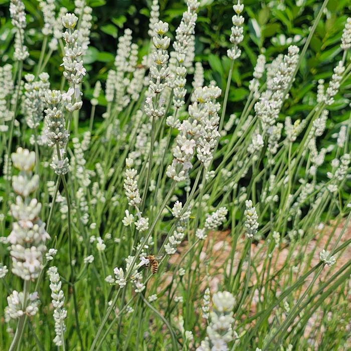 Lavandula x intermedia Exceptional!&trade;