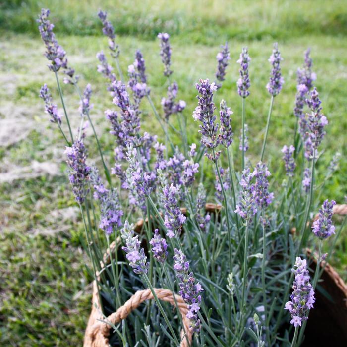 Lavandula x intermedia Sensational!&trade;