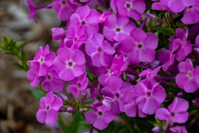 Phlox paniculata Baby Doll Pink