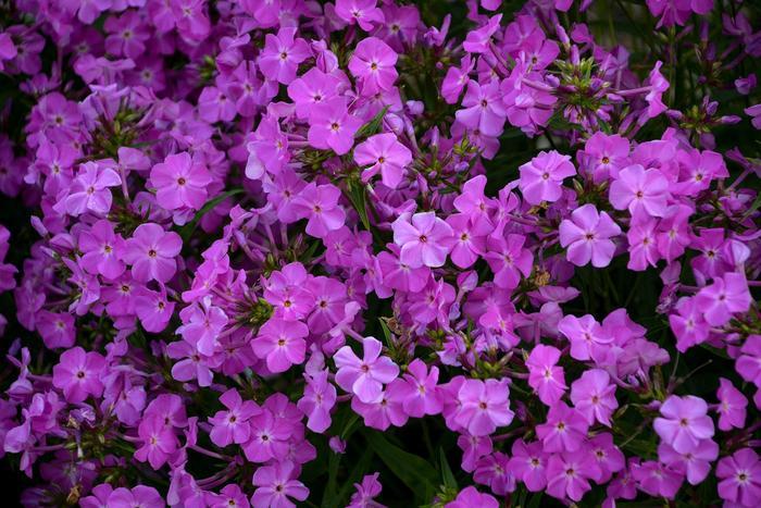 Phlox Opening Act Romance