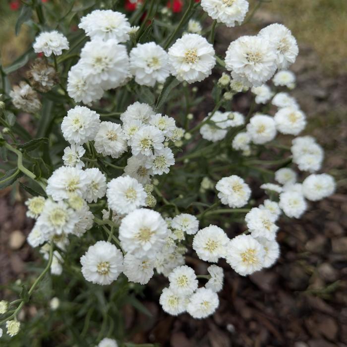 Achillea ptarmica Peter Cottontail