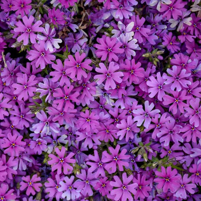 Phlox Rocky Road Grape