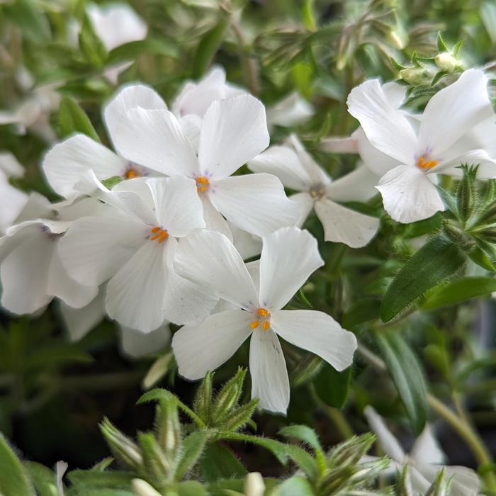 Phlox Woodlander White