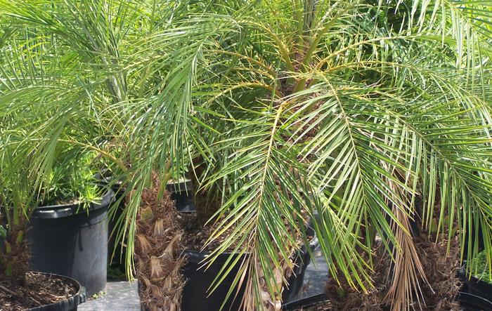 Phoenix roebelenii 