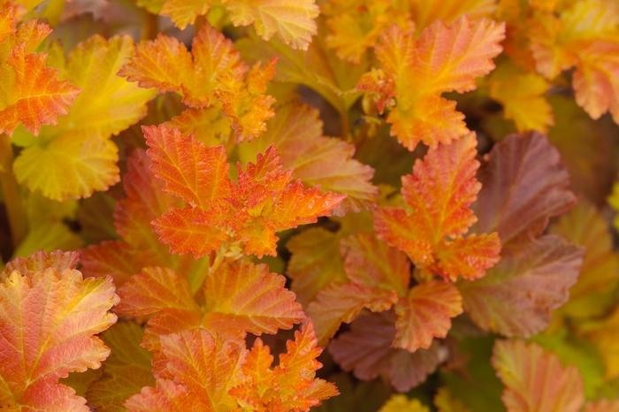 Physocarpus opulifolius Amber Jubilee&trade;