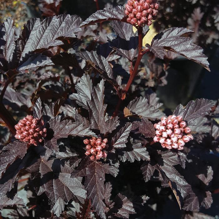 Physocarpus opulifolius Panther&reg;