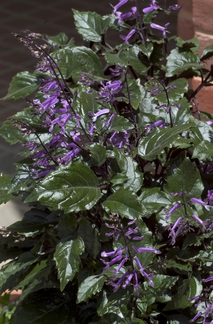 Plectranthus Mona Lavender