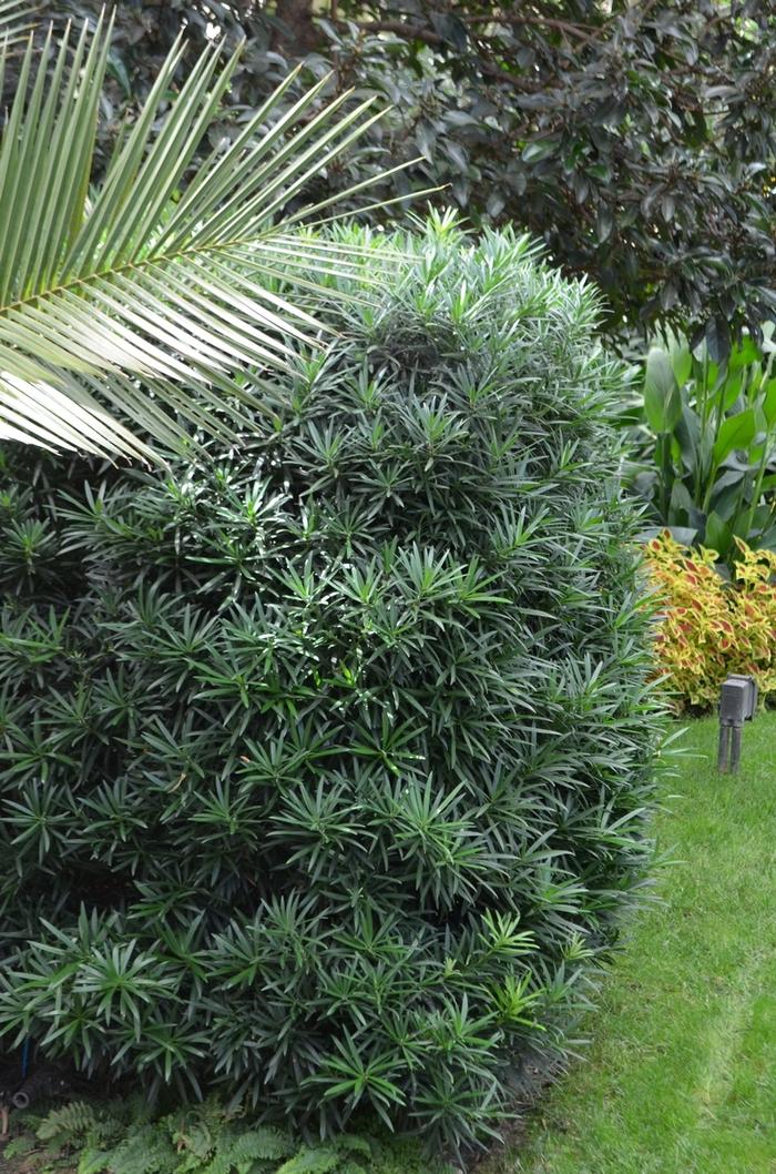 Podocarpus macrophyllus Maki