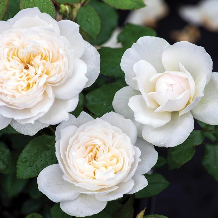 Rosa Bolero&trade;