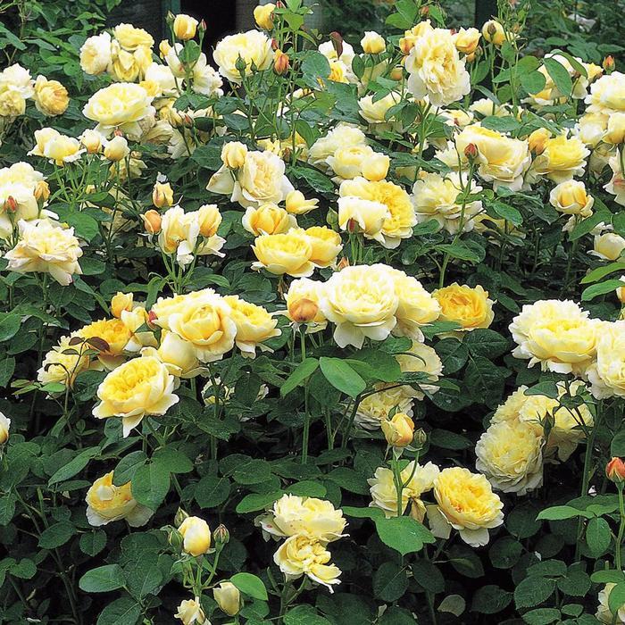 Rosa Charlotte