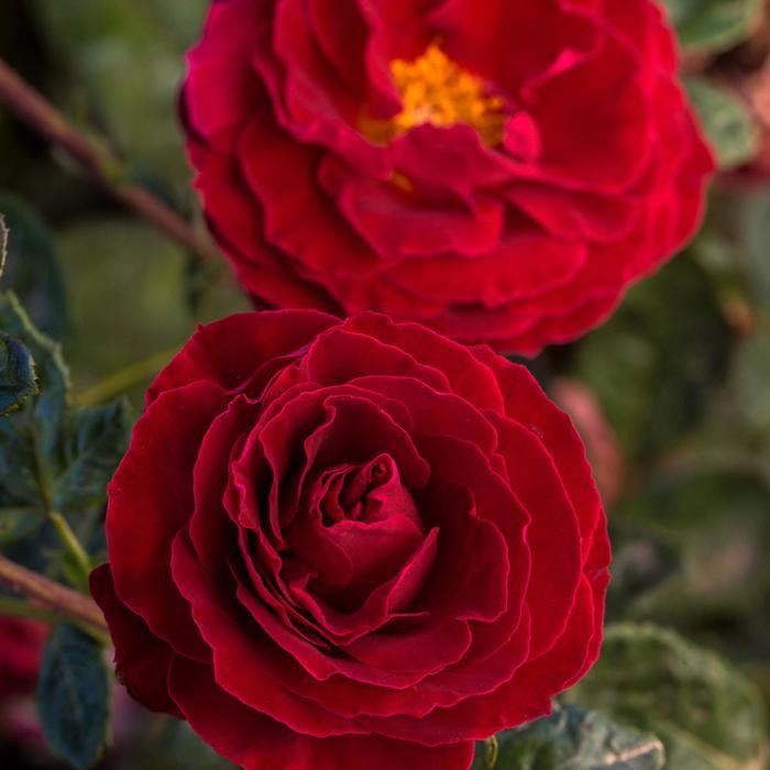 Rosa Cherrytini&trade;