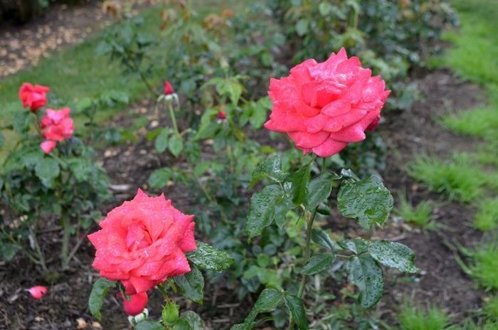 Rosa Cinnamon Dolce&trade;