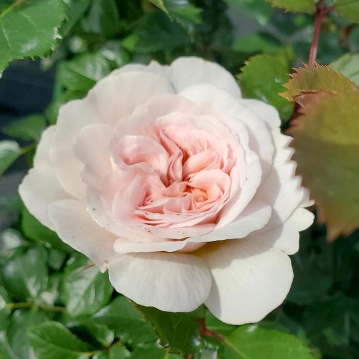 Rosa Emily Bronte