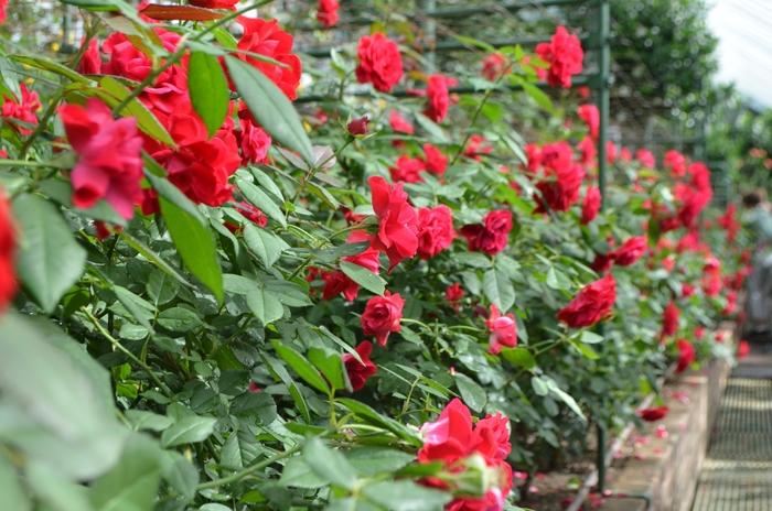Rosa Europeana