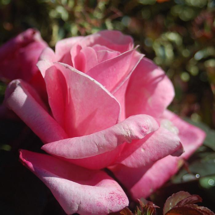 Rosa First Prize