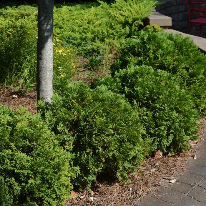 Thuja occidentalis Mr. Bowling Ball&reg;