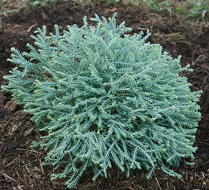 Thuja occidentalis Pancake&trade;