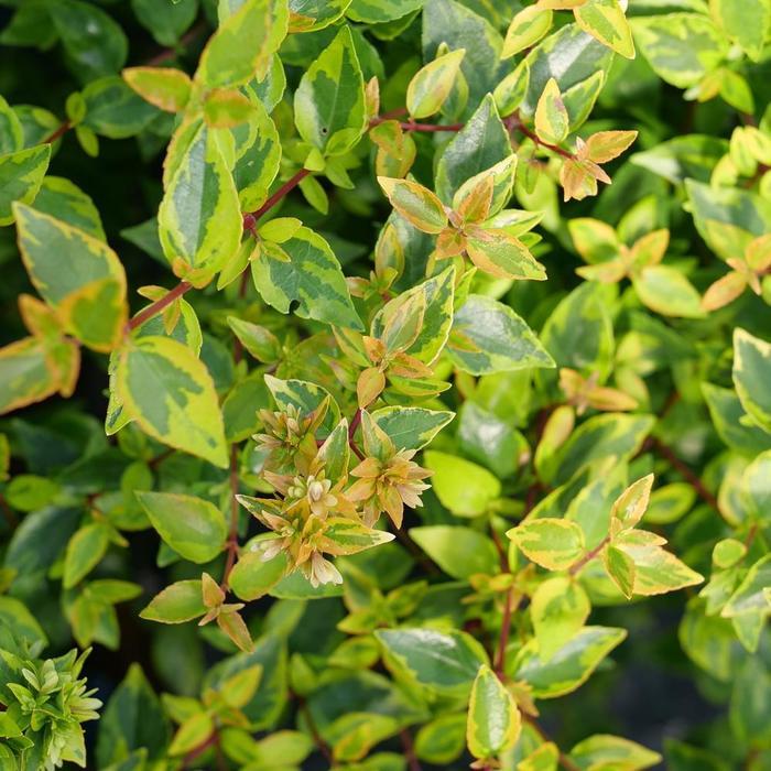 Abelia x grandiflora Brilliantina&reg;