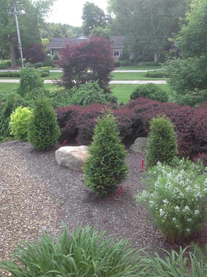 Thuja Junior Giant