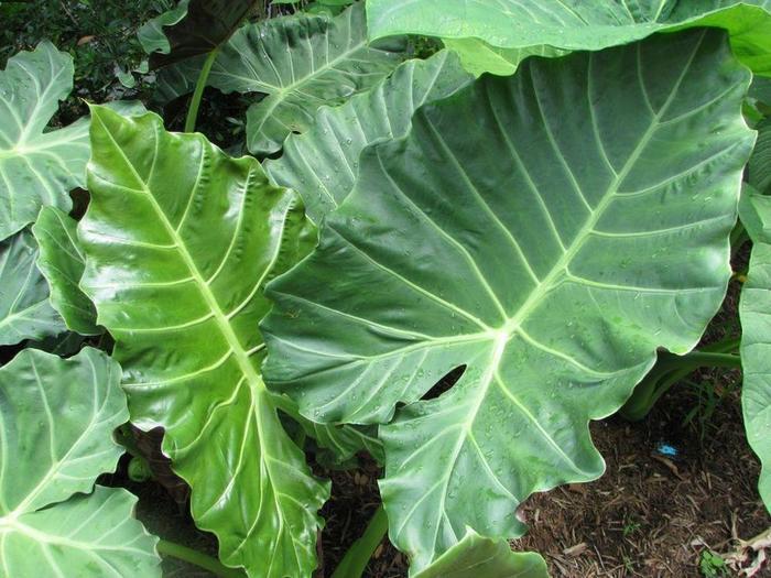 Alocasia Masquerade&trade; Kuching Mask