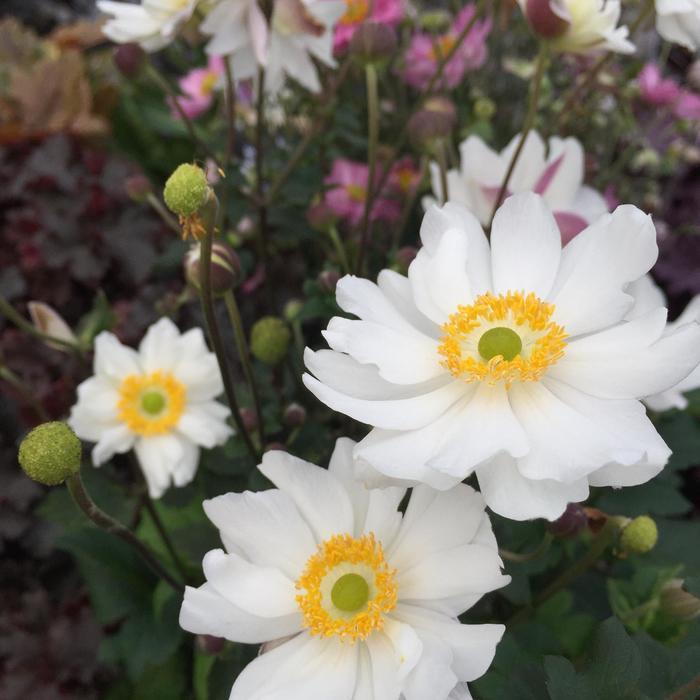 Anemone Fantasy&trade; Snow Angel