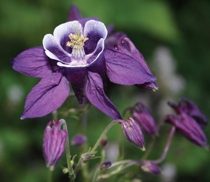 Aquilegia vulgaris Winky Purple & White