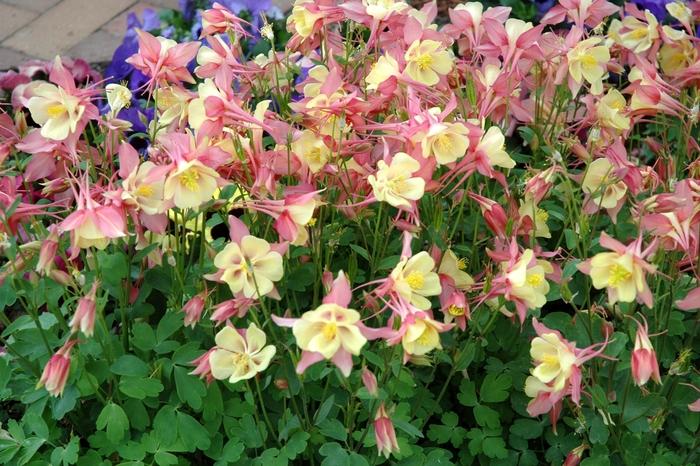 Aquilegia Swan Pink & Yellow