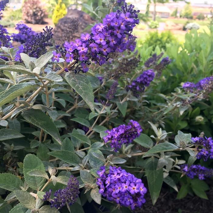 Buddleia True Blue&trade;