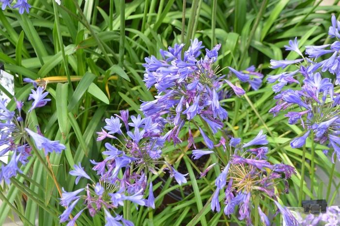 Agapanthus Little Blue Fountain&trade;