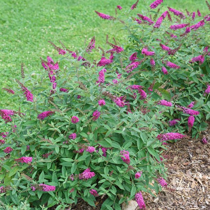 Buddleia Lo & Behold Ruby Chip&reg; 