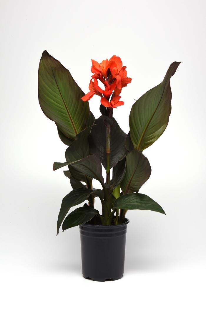 Canna x generalis Cannova&reg; Bronze Orange