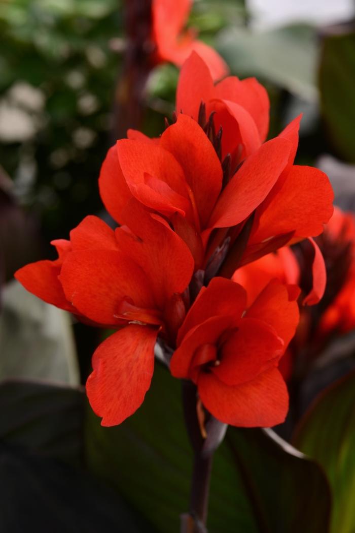 Canna x generalis Cannova&reg; Bronze Scarlet