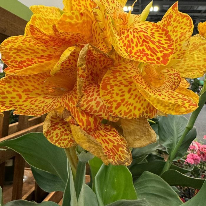Canna x generalis Cannova&reg; Gold Leopard