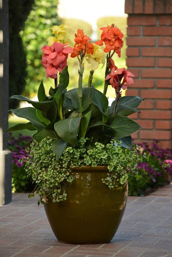 Canna x generalis Cannova&reg; Orange Shades