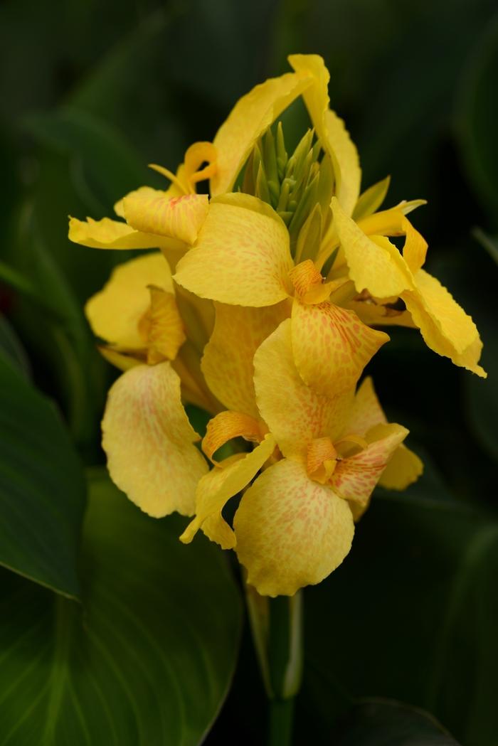 Canna x generalis Cannova&reg; Yellow