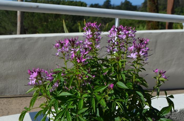 Cleome Senorita Rosalita&reg;