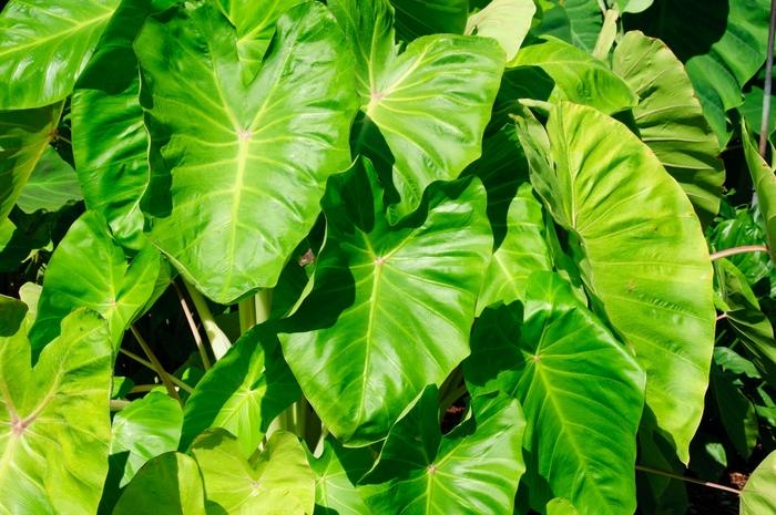 Colocasia esculenta Royal Hawaiian&reg; Maui Gold