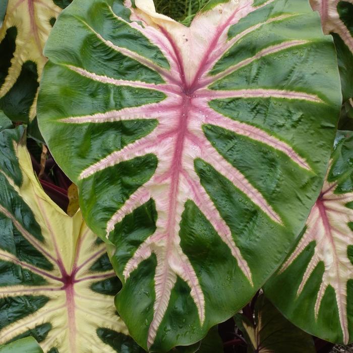Colocasia esculenta Royal Hawaiian&reg; Waikiki