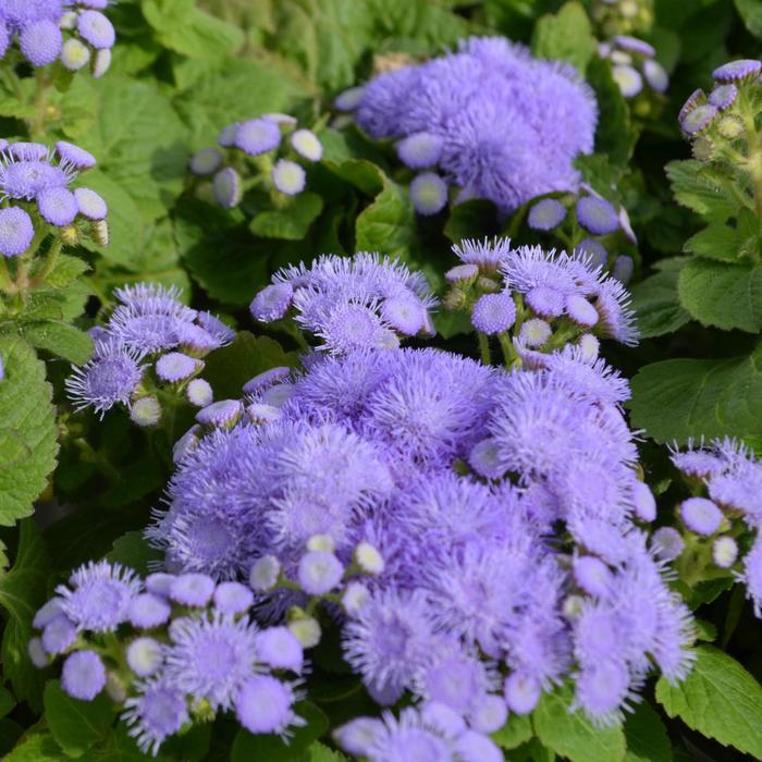 Ageratum houstonianum Blue Hawaii