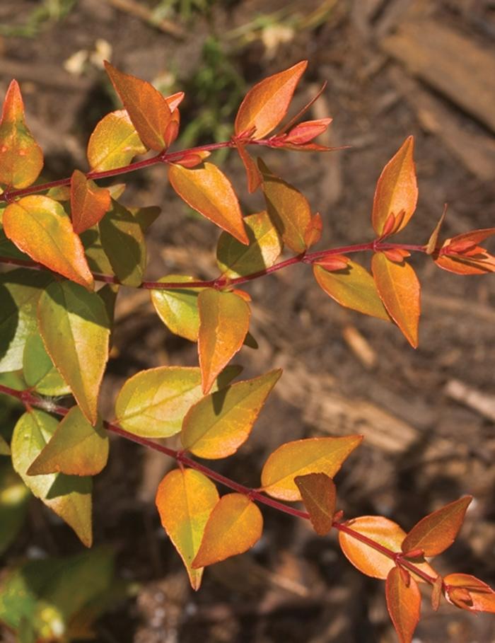 Abelia x grandiflora Bronze Anniversary&reg;