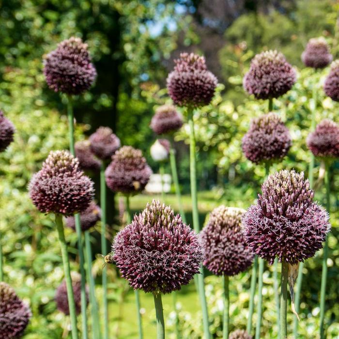 Allium amethystinum Red Mohican