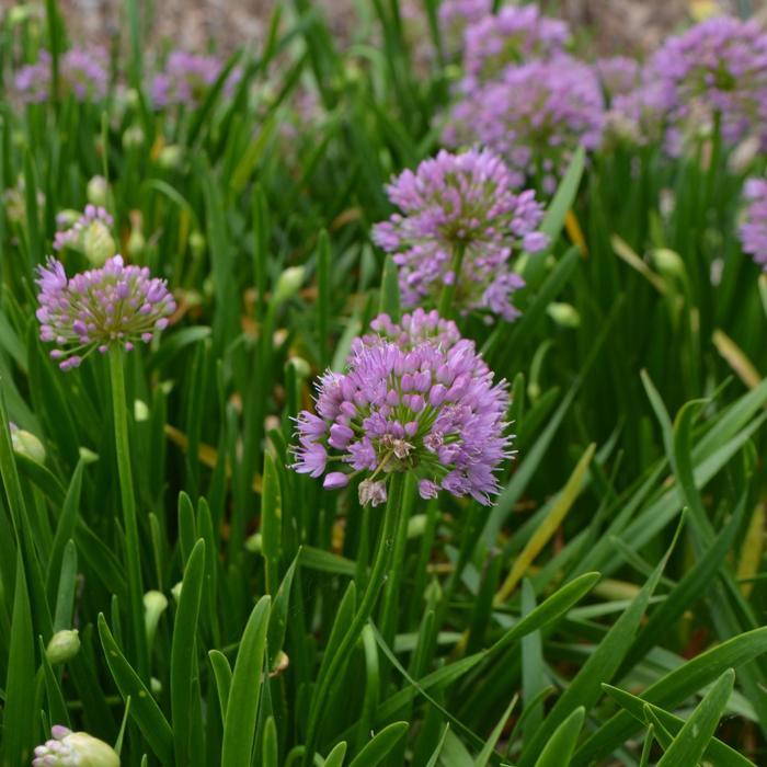 Allium Millenium