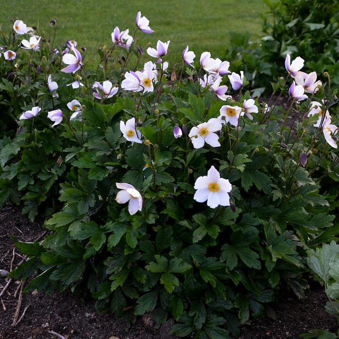 Anemone Wild Swan&trade;